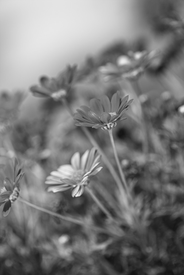Daisies In Dream of Dancing by Joy Watson